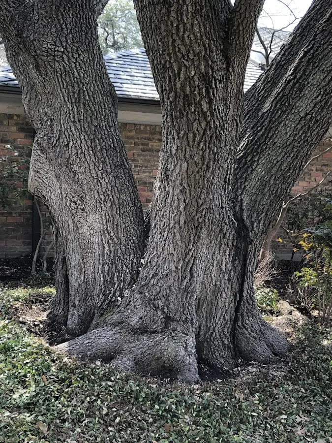 Mature heritage tree close to a Mars Hill property cared for by certified arborists